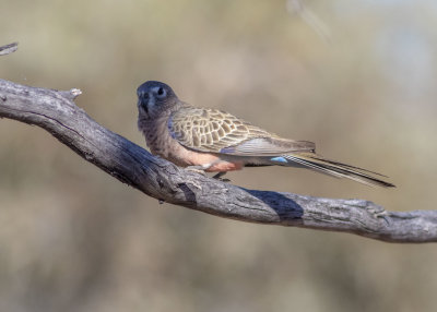 Bourke's Parrot (Neopsephotus bourkii)