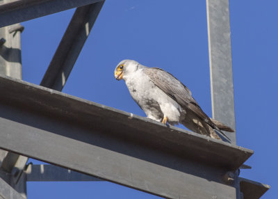 Grey Falcon