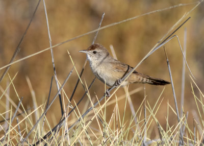 Spinifexbird (Poodytes carteri)