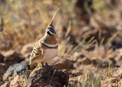 Spinifex Pigeon (Geophaps plumifera leucogaster)