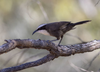 Hall's Babbler (Pomatostomus halli)