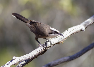 Hall's Babbler (Pomatostomus halli)