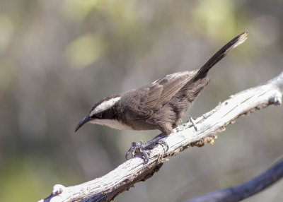 Hall's Babbler