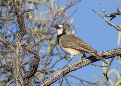 Crested Bellbird (Oreoica gutturalis pallescens)