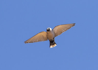 Black-faced Woodswallow (Artamus cinereus melanops)