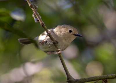 Large-billed Scrubwren