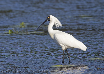 Royal Spoonbill (Platelea regia)