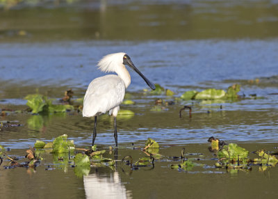 Royal Spoonbill (Platelea regia)