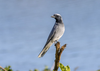 Black-faced Cuckooshrike (Coracina novaehollandiae melanops)