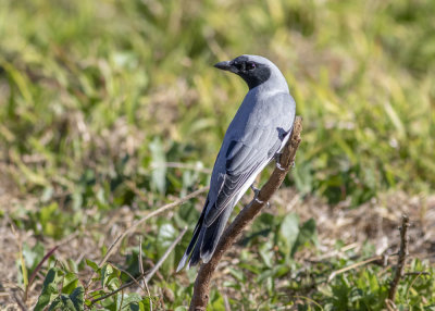 Black-faced Cuckooshrike (Coracina novaehollandiae melanops)