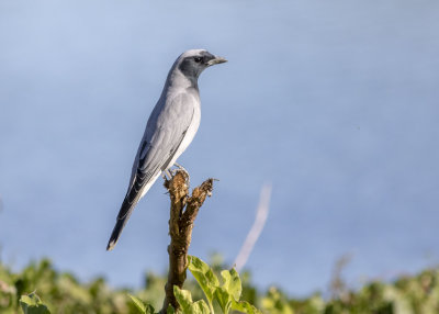 Black-faced Cuckooshrike (Coracina novaehollandiae melanops)