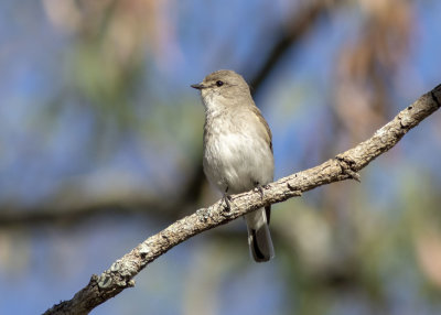 Jacky Winter (Microeca fascinans)