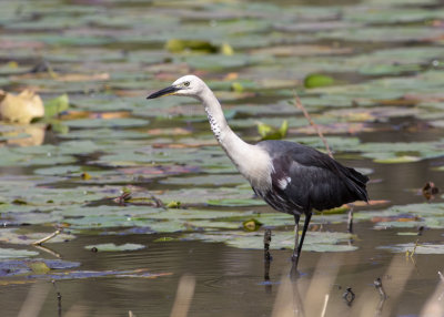 White-necked Heron (Ardea pacifica)