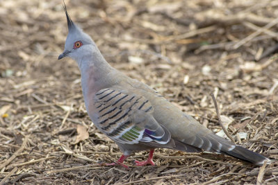 Crested Pigeon (Geophaps lophotes)