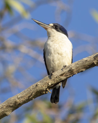 Forest Kingfisher (Todiramphus macleayii)