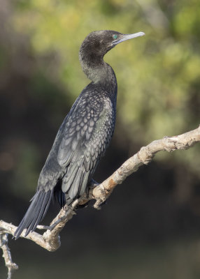 Little Black Cormorant (Phalacrocorax sulcirostris)