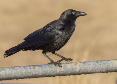 Torresian Crow (Corvus orru cecilae)
