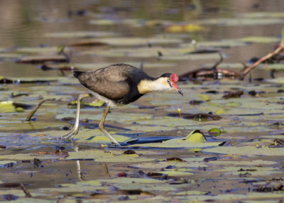 Comb-crested Jacana (Irediparra gallinacea)