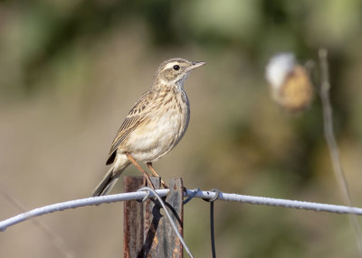 Australian Pipit (Anthus australis)