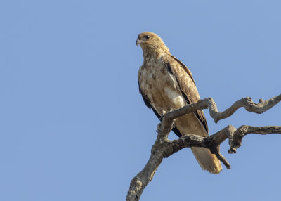 Whistling Kite (Haliastur sphenuris)