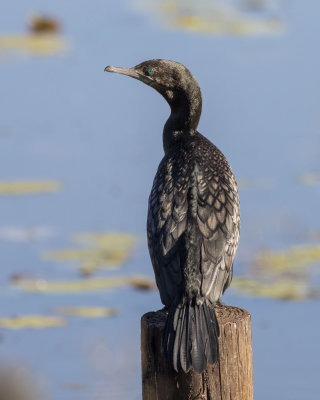 Little Black Cormorant (Phalacrocorax sulcirostris)