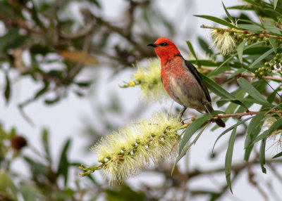 Scarlet Myzomela (Myzomela sanguinolenta)