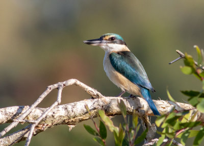 Sacred Kingfisher (Todiramphus sanctus)