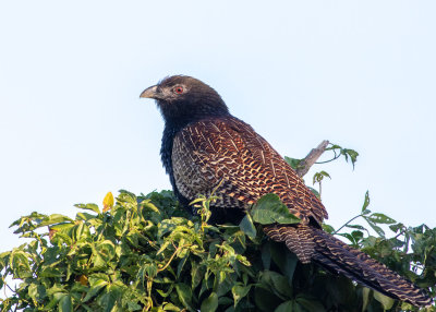 Pheasant Coucal (Centropus phasianinus)