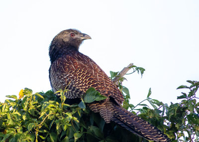 Pheasant Coucal (Centropus phasianinus)