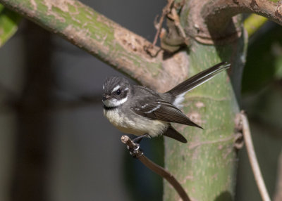 Grey Fantail (Rhipidura albiscapa alisteri)