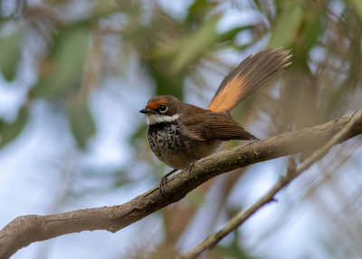 Rufous Fantail (Rhipidura rufifrons)