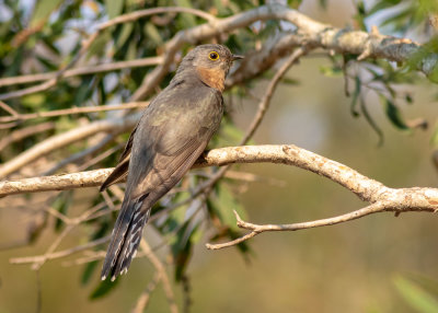 Fan-tailed Cuckoo (Cacomantis flabelliformis)