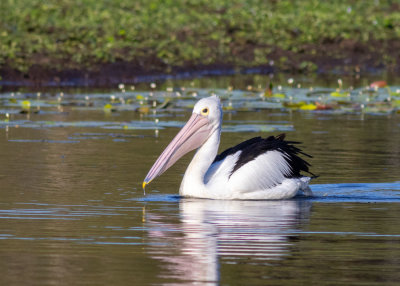 Australian Pelican (Pelecanus conspicillatus)