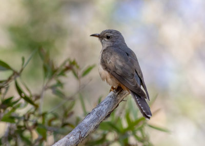 Brush Cuckoo (Cacomantis variolosus)