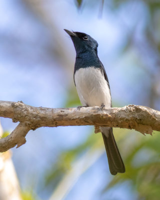 Satin Flycatcher (Myiagra cyanoleuca)