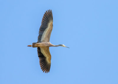 White-faced Heron (Egretta novaehollandiae)