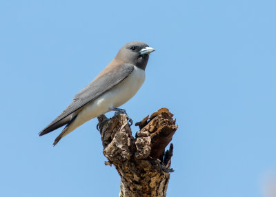 White-breasted Woodswallow (Artamus leucorynchus)