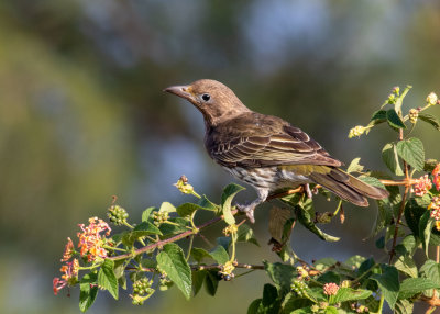 Australasian Figbird (Sphecotheres vieilloti)