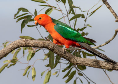 Australian King Parrot (Alisterus scapularis scapularis)