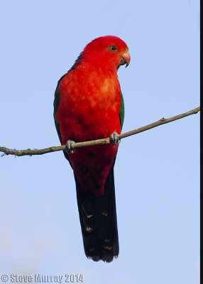 Australian King Parrot (Alisterus scapularis scapularis)