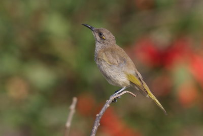 Brown Honeyeater (Lichmera indistincta ocularis)