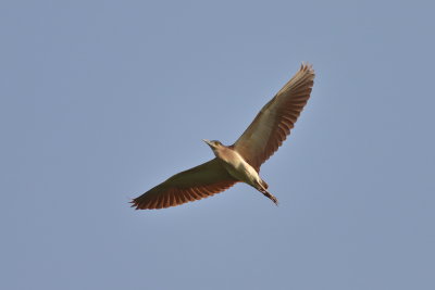 Nankeen Night Heron (Nycticorax caledonicus australasiae)