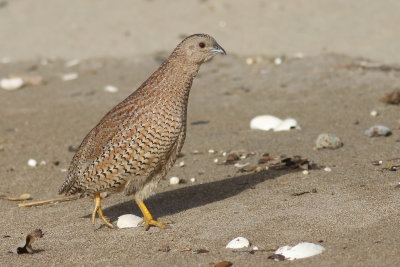 Brown Quail (Coturnix ypsilophora australis)