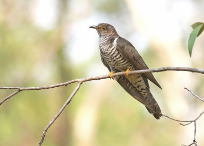 Oriental Cuckoo