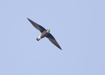 White-throated Needletail (Hirundapus caudacutus)