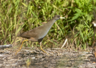 Pale-vented Bush-hen (Amaurornis moluccana ruficrissa)