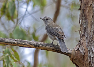 Grey Shrikethrush (Colluricincla harmonica)