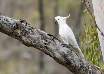 Sulphur-crested Cockatoo (cacatua galerita)