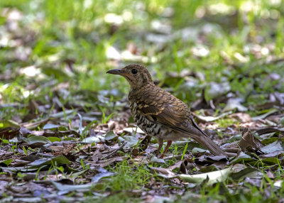 Russet-tailed Thrush (Zoothera heinei)