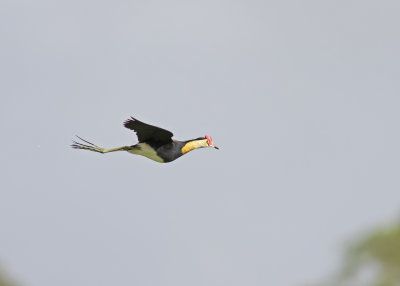 Comb-crested Jacana (Irediparra gallinacea)